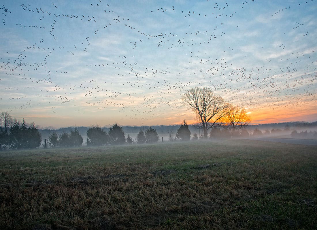 Jonesboro, AR - Geese Flying Over a Field at Sunset in Jonesboro Arkansas